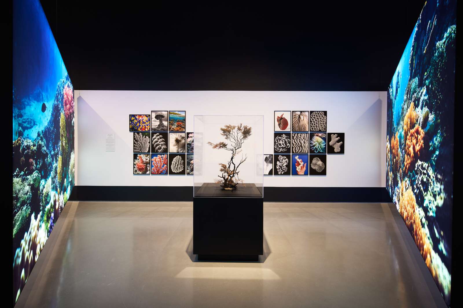 artwork of Joan Fontcuberta