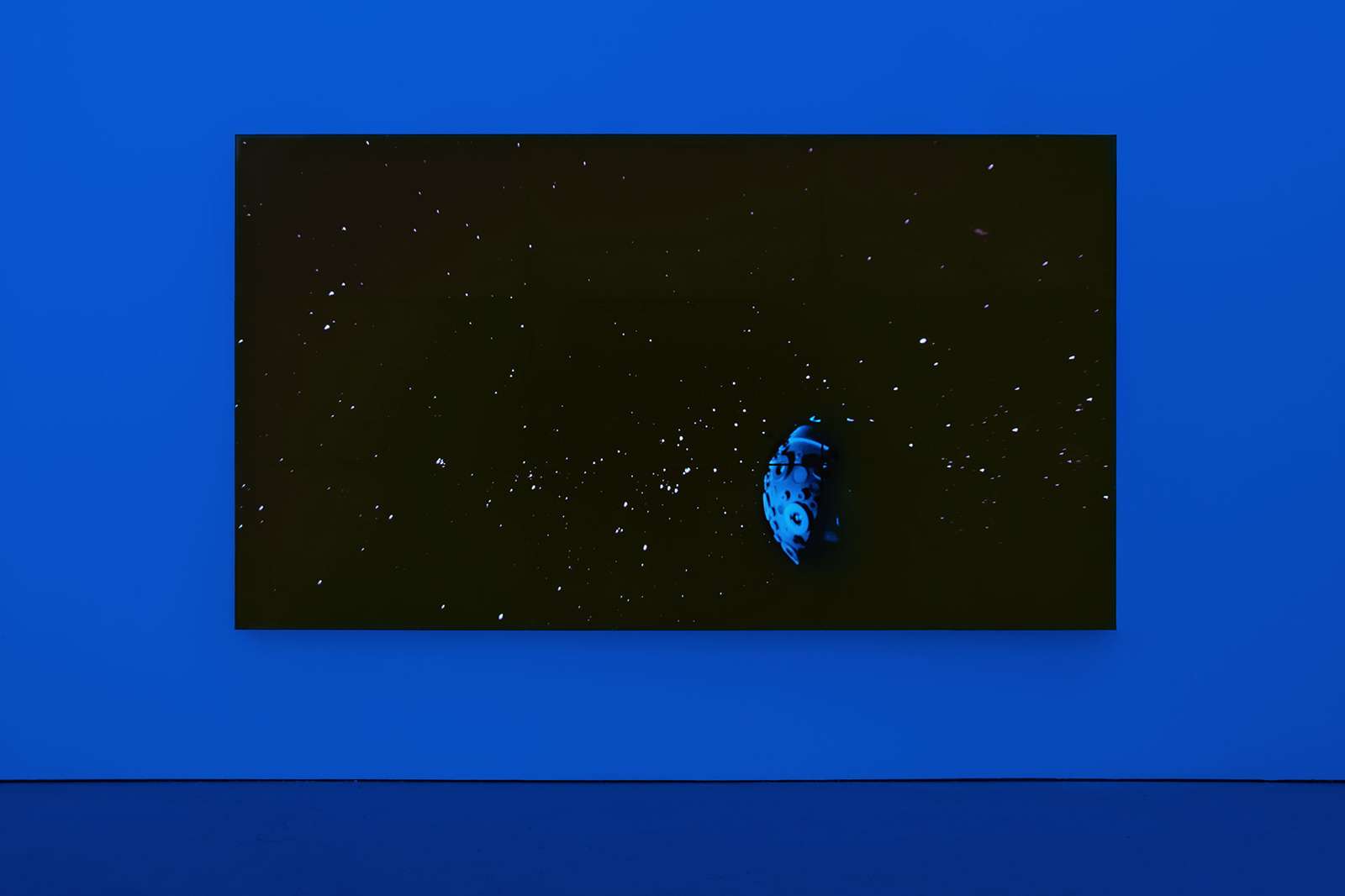Diana Thater, The Starry Messenger, 2014. Courtesy the artist and David Zwirner, New York/London
