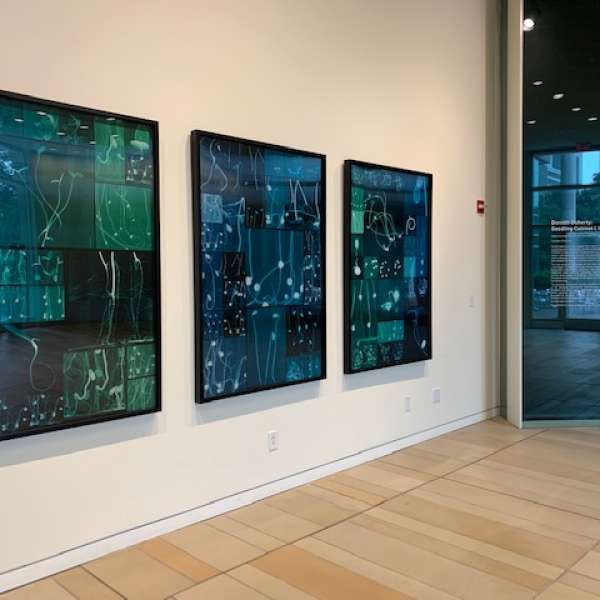 Dornith Doherty, Seedling Cabinet I, II, III, 2019. Photo courtesy of the Moody Center for the Arts.